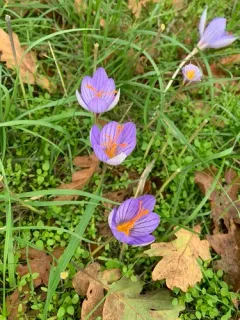 Bieberstein's Crocus thumbnail 2