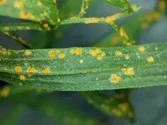 Coleosporium delicatulum thumbnail 4