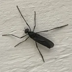 Penthetria heteroptera thumbnail 4