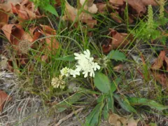 Cream Scabious thumbnail 2
