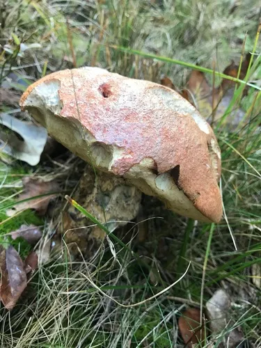 Foxy Bolete