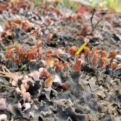 many-fruited pelt lichen thumbnail 2