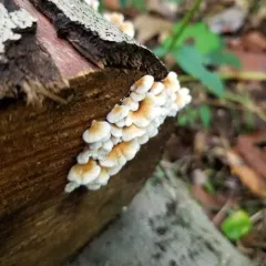 crimped gill thumbnail 2