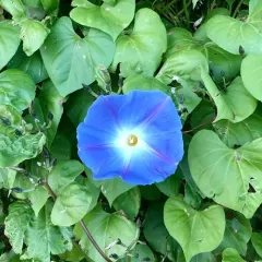 Garden Morning Glory thumbnail 2