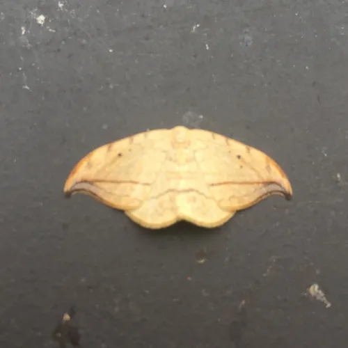 Arched Hooktip Moth
