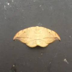 Arched Hooktip Moth thumbnail 1