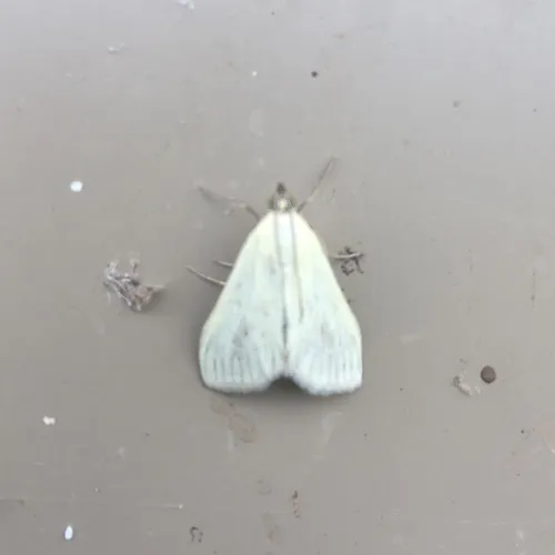 Carrot Seed Moth