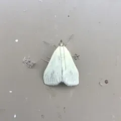 Carrot Seed Moth thumbnail 1