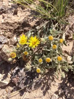 Heterotheca angustifolia thumbnail 3