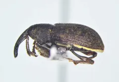 Notaris scirpi thumbnail 3