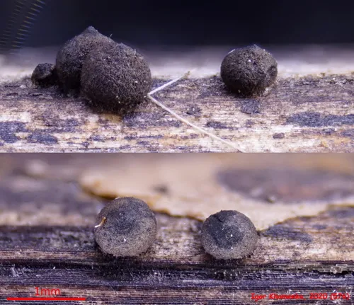 Rosellinia subsimilis
