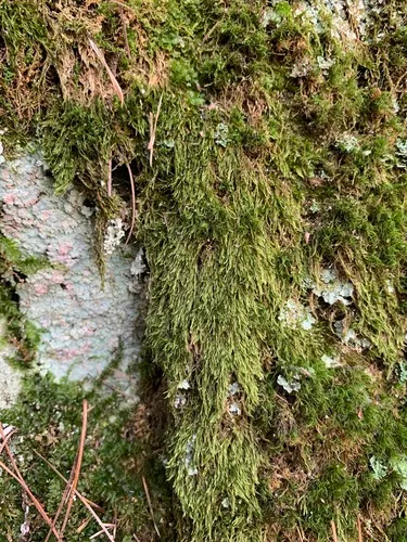 Spruce's Leskea