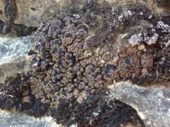 Pitted Blister Lichen thumbnail 3