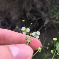 american water-plantain thumbnail 3