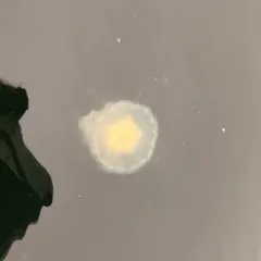 Egg-yolk Jelly thumbnail 3