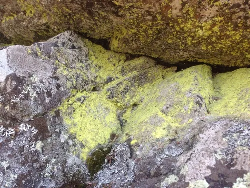 Sulphur Dust Lichen