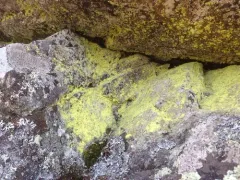 Sulphur Dust Lichen thumbnail 1