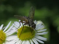Dinera grisescens thumbnail 3