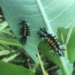 Milkweed Tussock Moth thumbnail 2