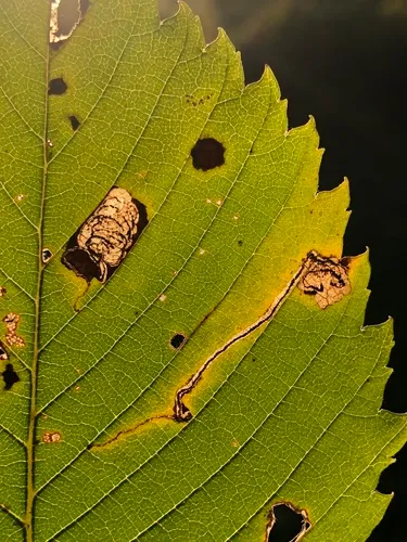 Ectoedemia ulmella