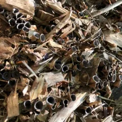 field bird's nest fungus thumbnail 4