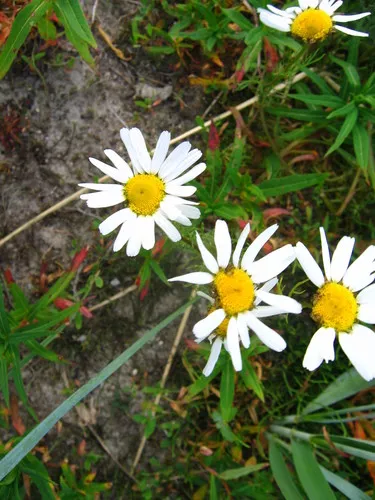 Arctic Daisy