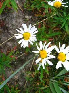Arctic Daisy thumbnail 1