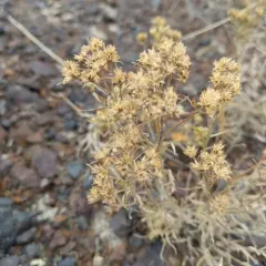 Broom snakeweed