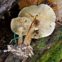 Cystoderma granosum thumbnail 4