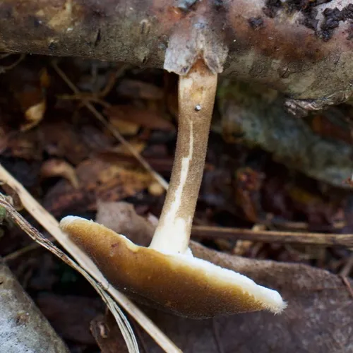 Fringed polypore