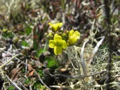 Alpine Whitlow-grass thumbnail 2