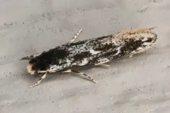 Leucomele miriamella thumbnail 3
