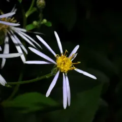 large-leaved aster thumbnail 1