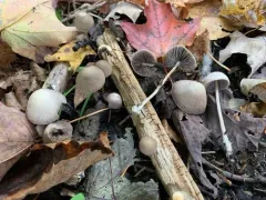 Psathyrella pseudogracilis thumbnail 1