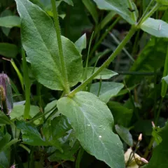 Water Chickweed thumbnail 1