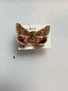 Schinia roseitincta thumbnail 2