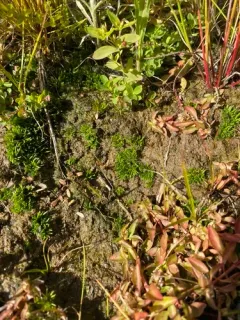 Field Hornwort thumbnail 2