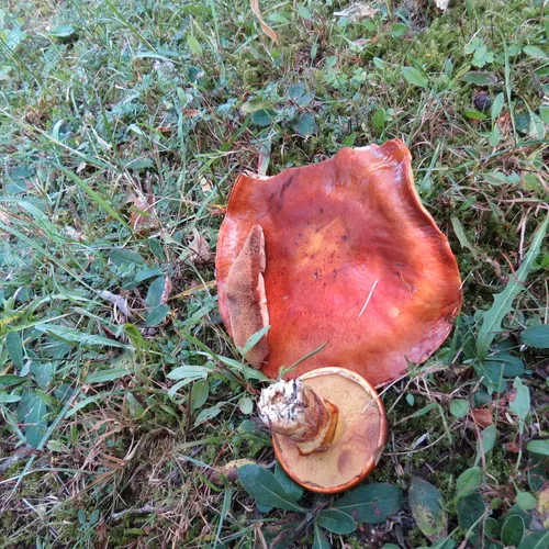 Larch Suillus