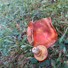 Larch Suillus thumbnail 1