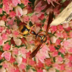 Boll's Potter Wasp thumbnail 2