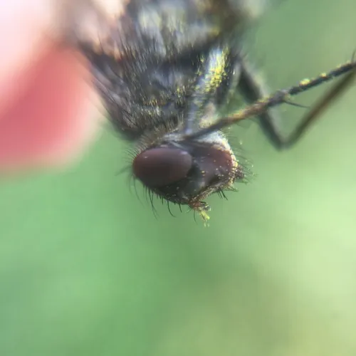 Ptilodexia carolinensis