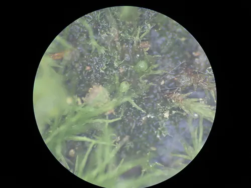 Ephemerum stoloniferum