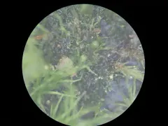 Ephemerum stoloniferum thumbnail 1