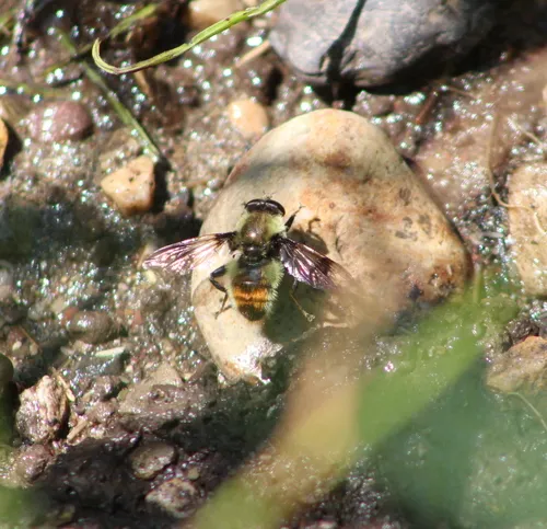 Spot-winged Pond Fly