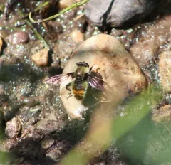 Spot-winged Pond Fly thumbnail 1