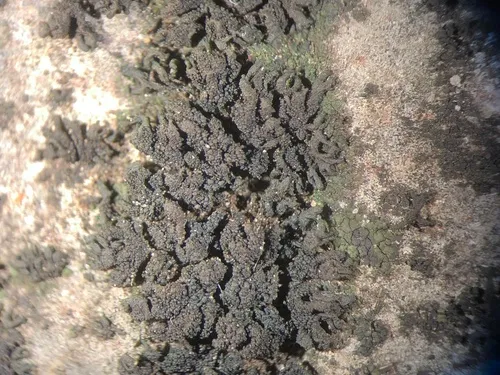 Scytinium schraderi