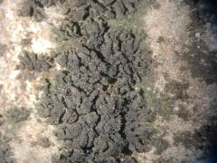 Scytinium schraderi thumbnail 1
