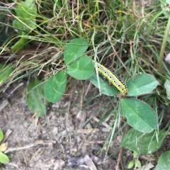 Zebra Caterpillar Moth thumbnail 3