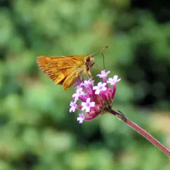 Woodland Skipper thumbnail 4