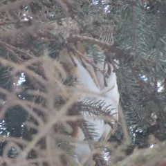 American Barn Owl thumbnail 3